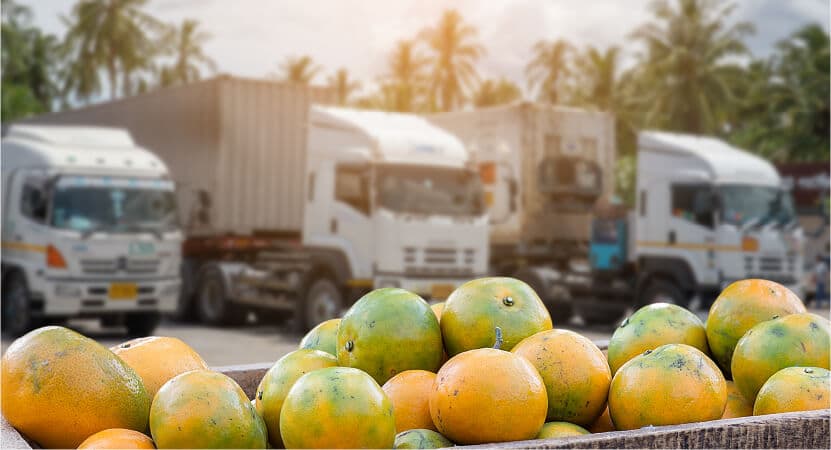Crates of fresh citrus in front of a fleet of refrigerated trucks