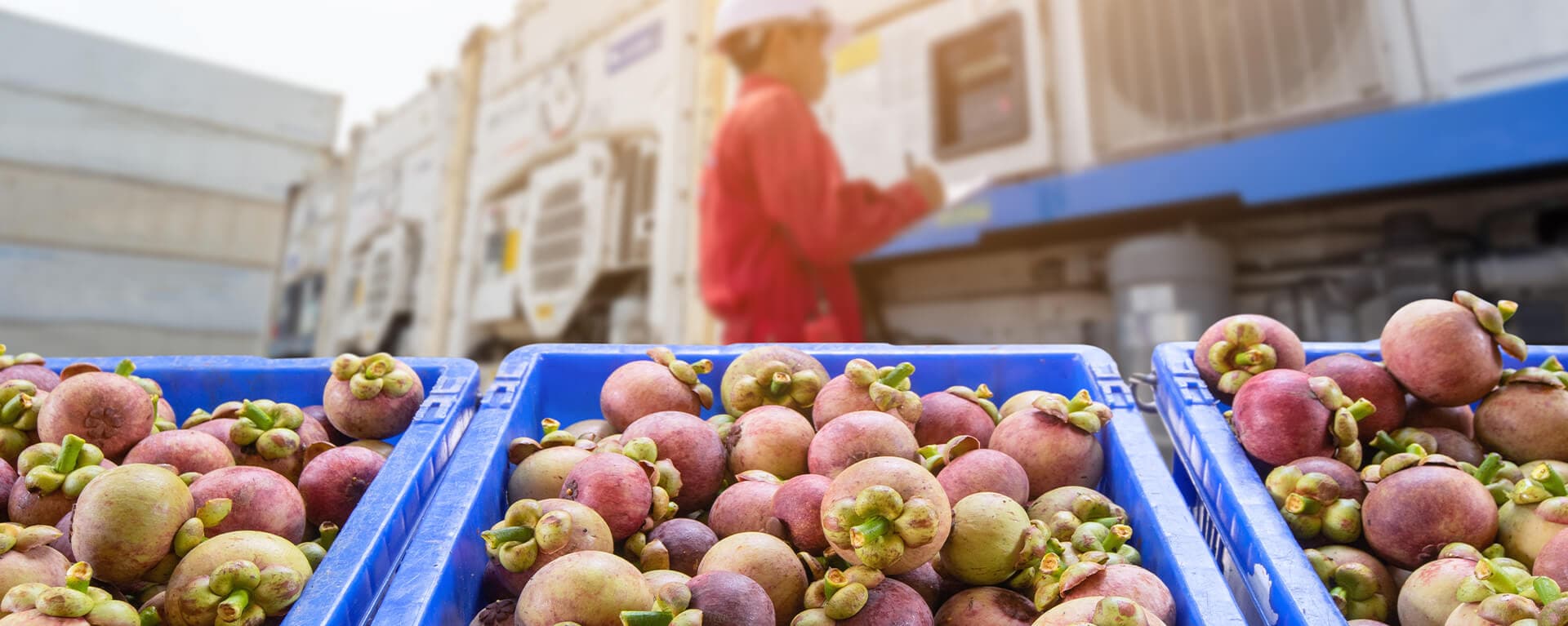 Inspector checking reefer containers behind crates of fresh mangosteen